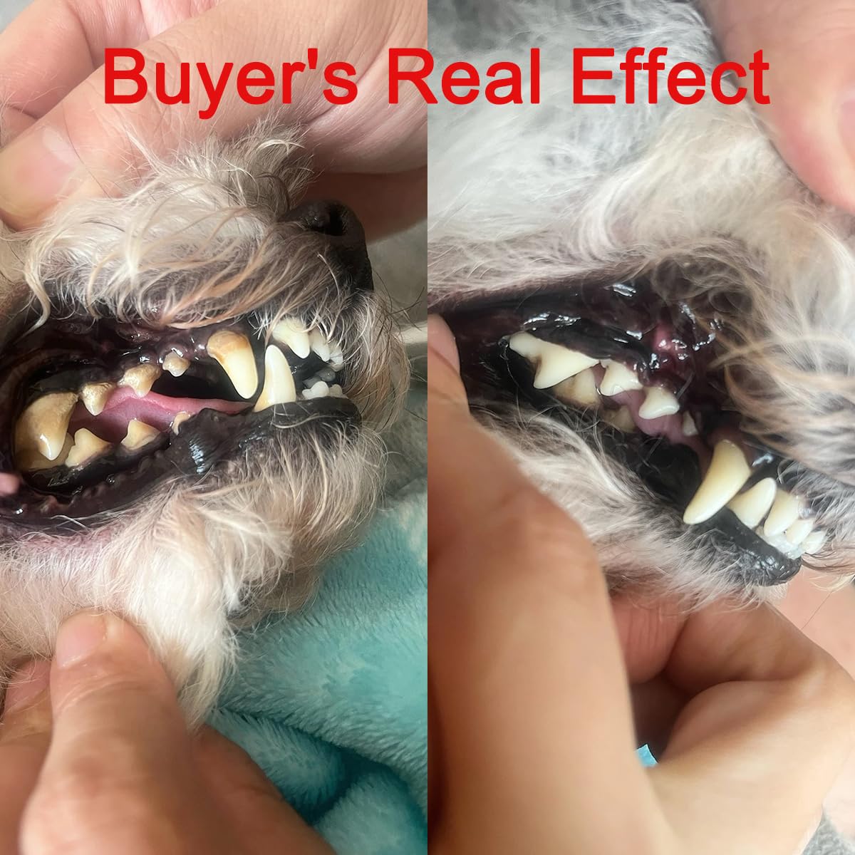 Pet Ultrasonic Tooth Cleaner with 3 Adjustable Modes F53110