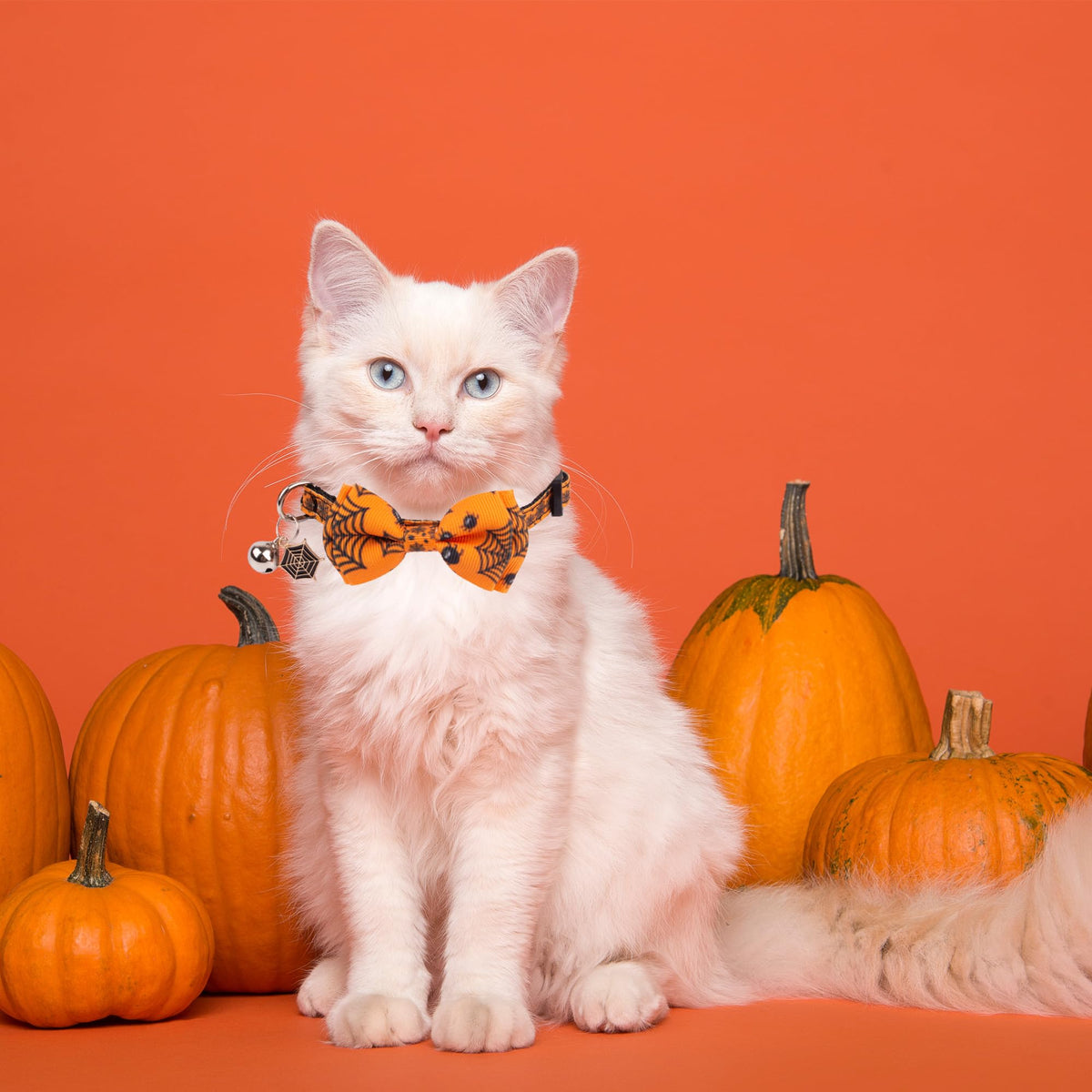 Halloween Cat Collar with Bow Bell T6989