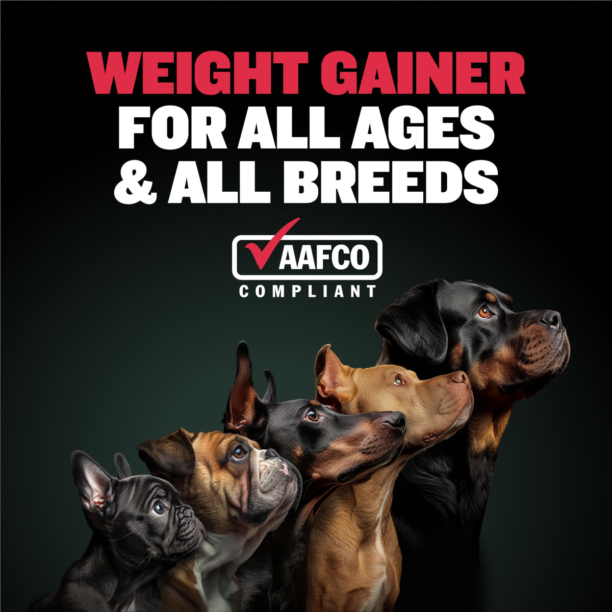 High-Calorie Liquid Weight Gainer & Soft Chews for Dogs D886864